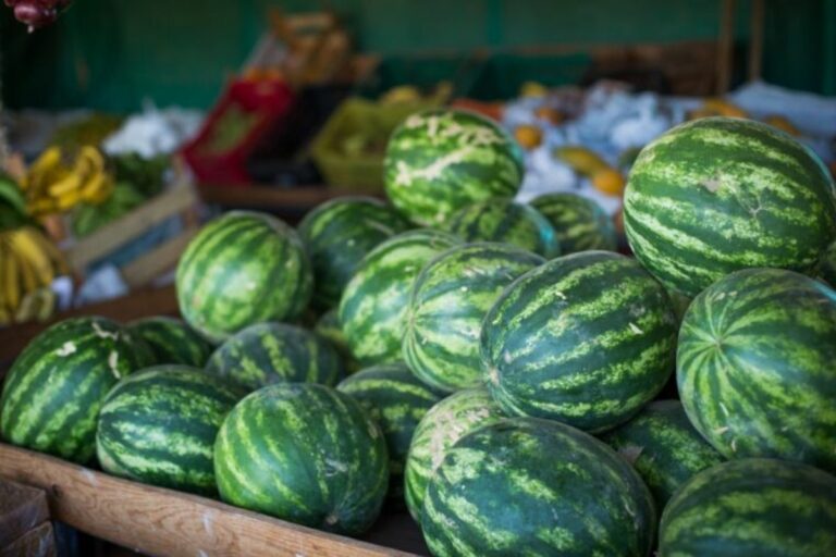 Goiás lidera produção nacional de melancia e registra valor de produção recorde