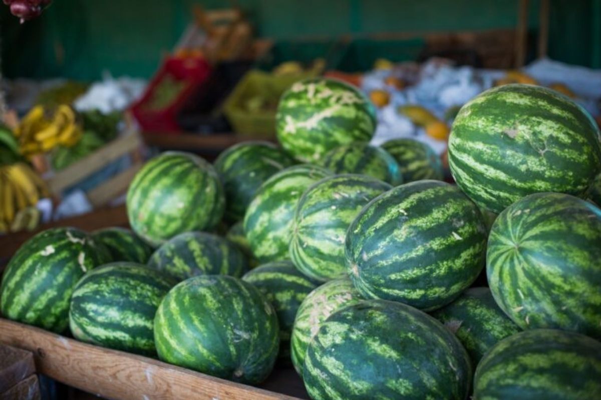 Uruana é o município com maior produção no Estado. | Foto: Wenderson Araújo/CNA