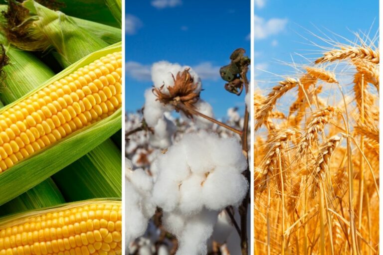 Milho, trigo e algodão: qual a tendência no curto prazo? 