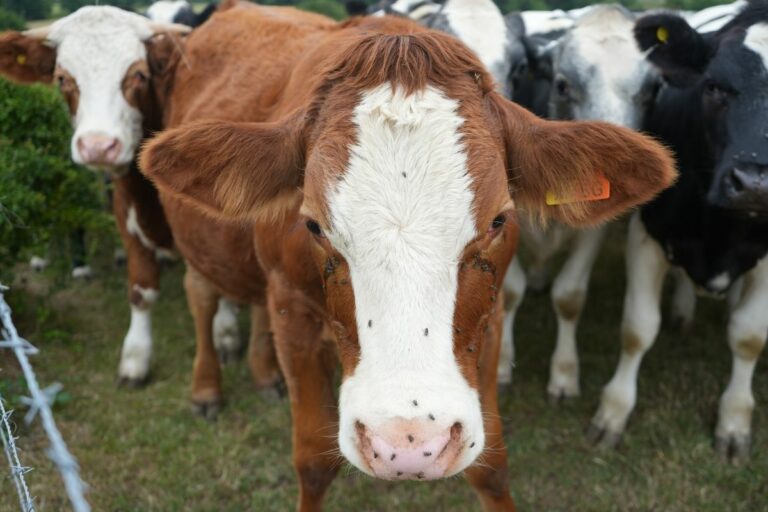 Estados Unidos investem em moscas estéreis para conter praga da pecuária