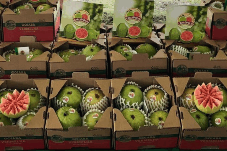 Nova rota aérea amplia escoamento de frutas do Brasil para a Europa