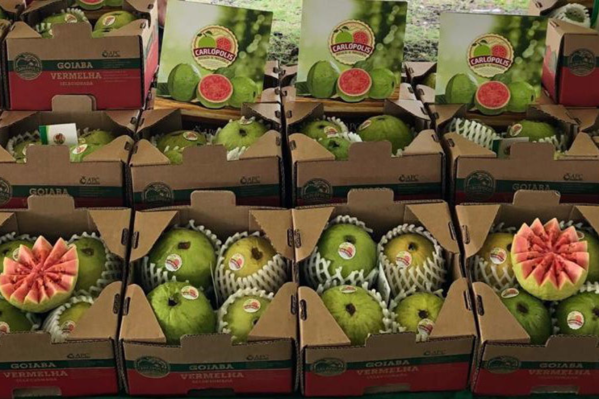 Foto: IDR-Paraná/Divulgação