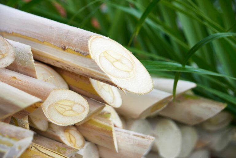 Palmito pupunha do Vale do Ribeira obtém selo de Indicação Geográfica