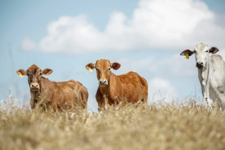 No ritmo atual, pecuária brasileira pode reduzir 79,9% das emissões até 2050