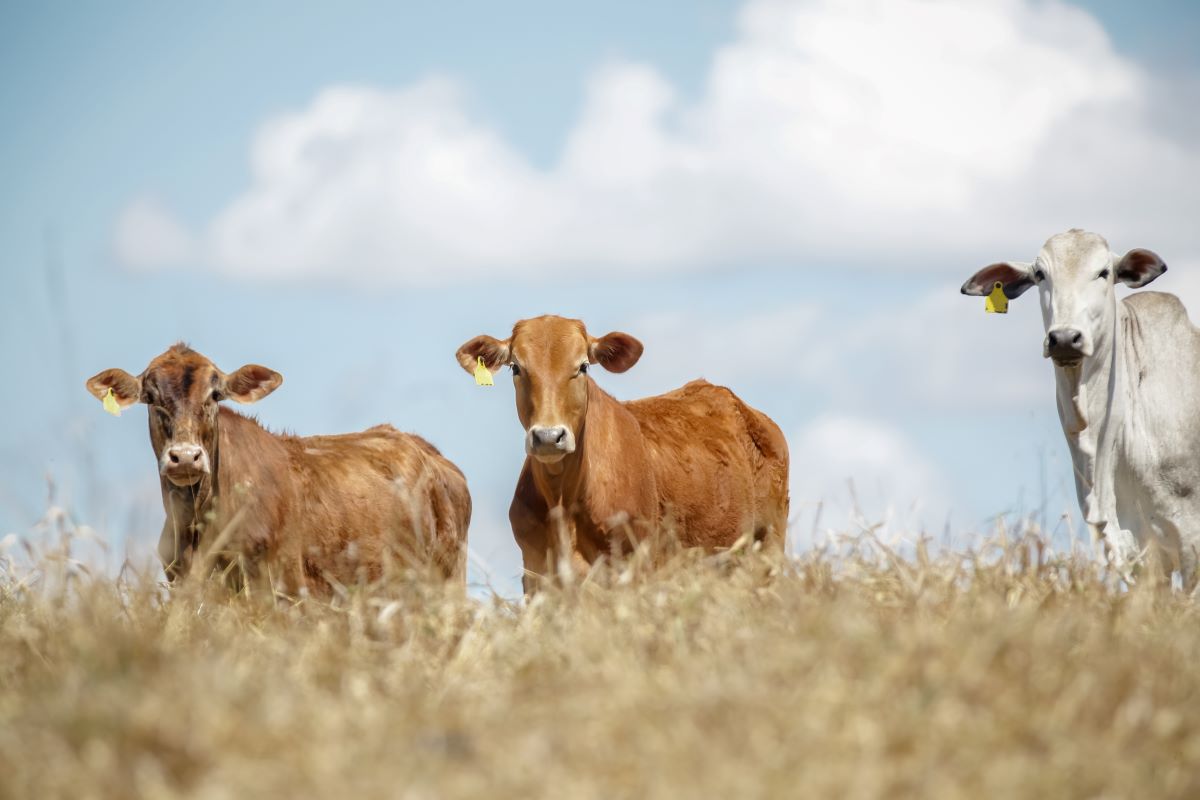 Com políticas públicas e ferramentas de manejos, a redução de carbono na pecuária pode ser de 92,6%. Foto: Adobe Stock