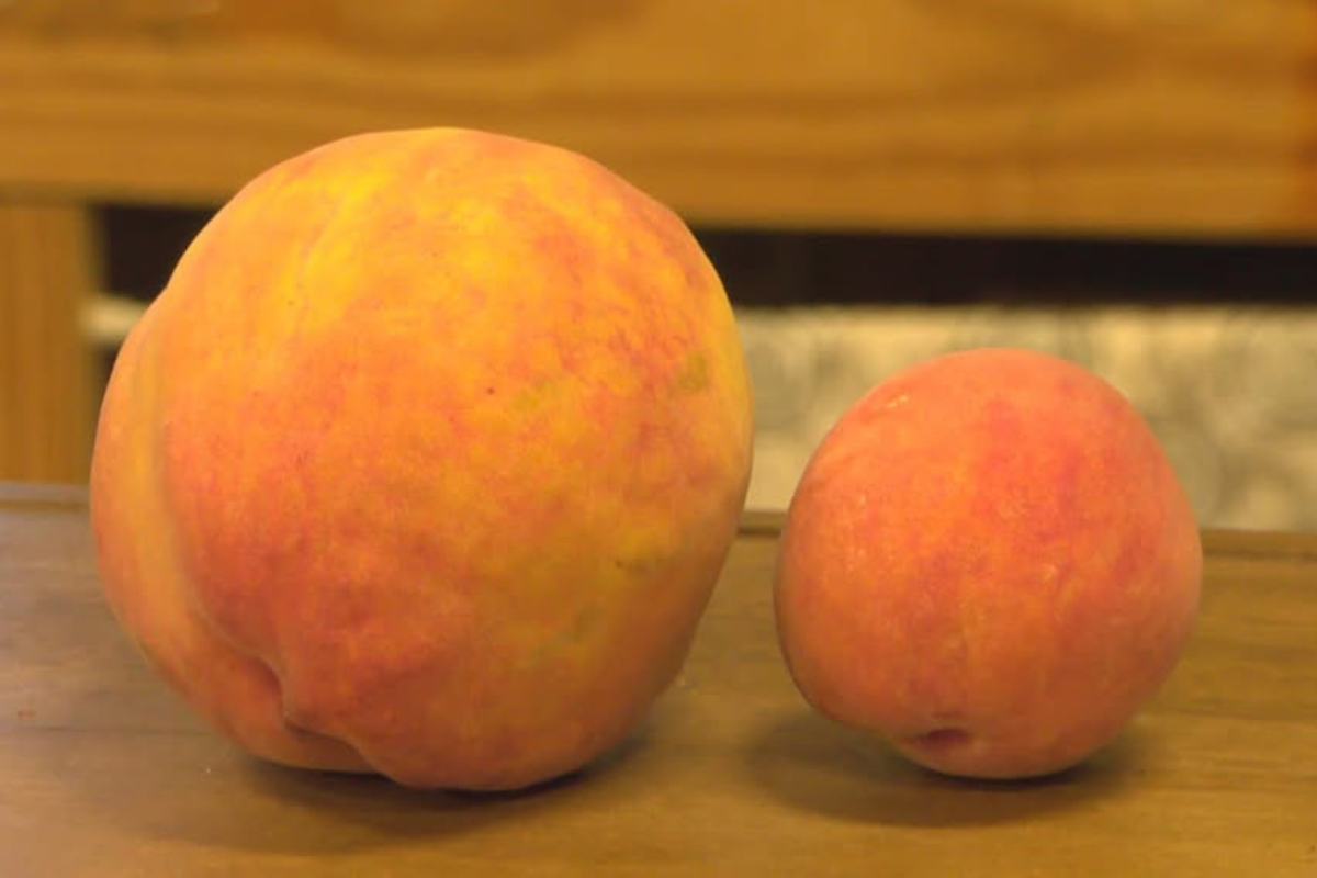 maior pêssego do planeta