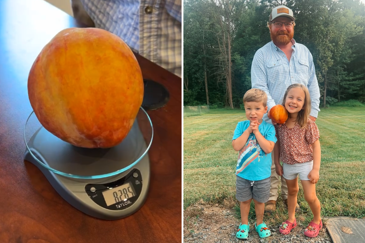 maior pêssego do planeta