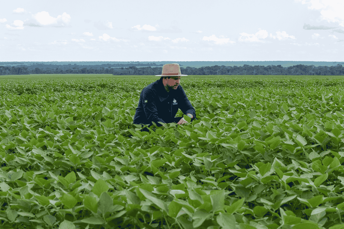 plantio; semeadura soja Mato Grosso; MT