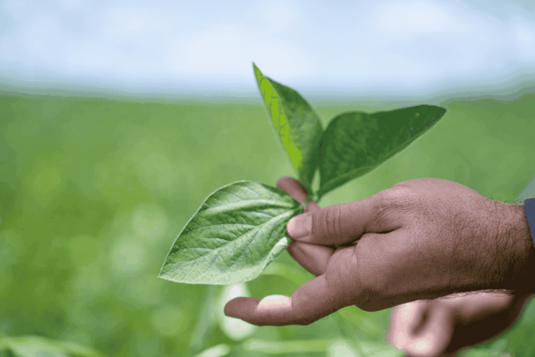 Plantio da safra de soja 2025/26 no Brasil atinge 81%