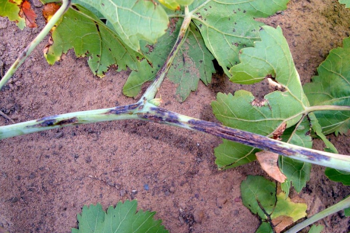 Rio Grande do Norte foi incluído como área de ocorrência do cancro-bacteriano. Foto: Embrapa/Divulgação