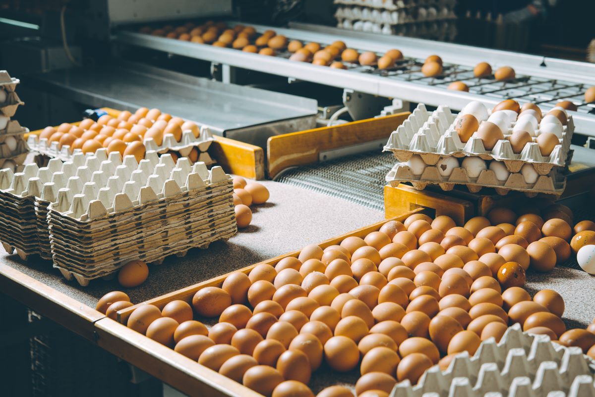 Reunião com comissão europeu alinhou discussões para ampliar o pre-listing ao setor de ovos. Foto: Adobe Stock