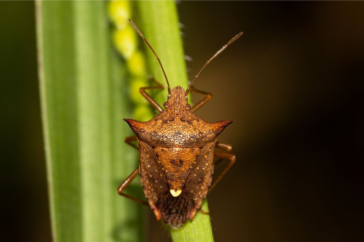 Percevejo-marrom. Foto: Adobe Stock