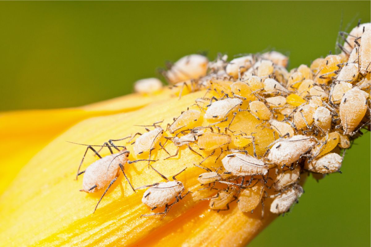 Sugadores da lavoura