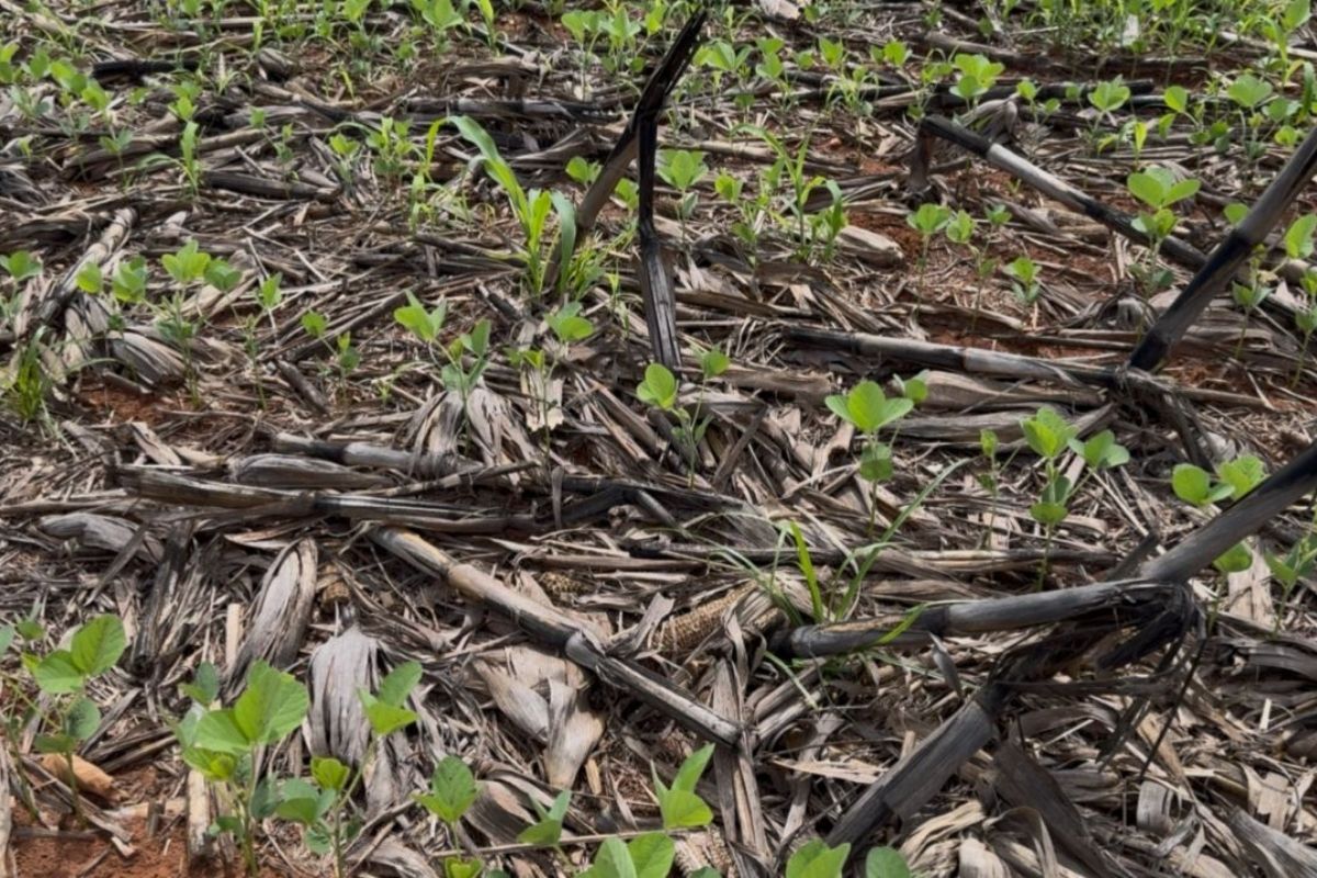 Lvoura de soja sofrendo por falta de chuva. Foto: Aprosoja-MT/Divulgação
