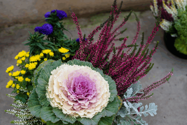 Conheça o repolho que pode enfeitar buquês e casamentos