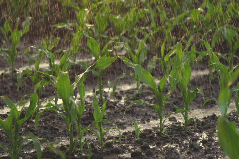 Chuvas irregulares atrasam plantio da safra de verão