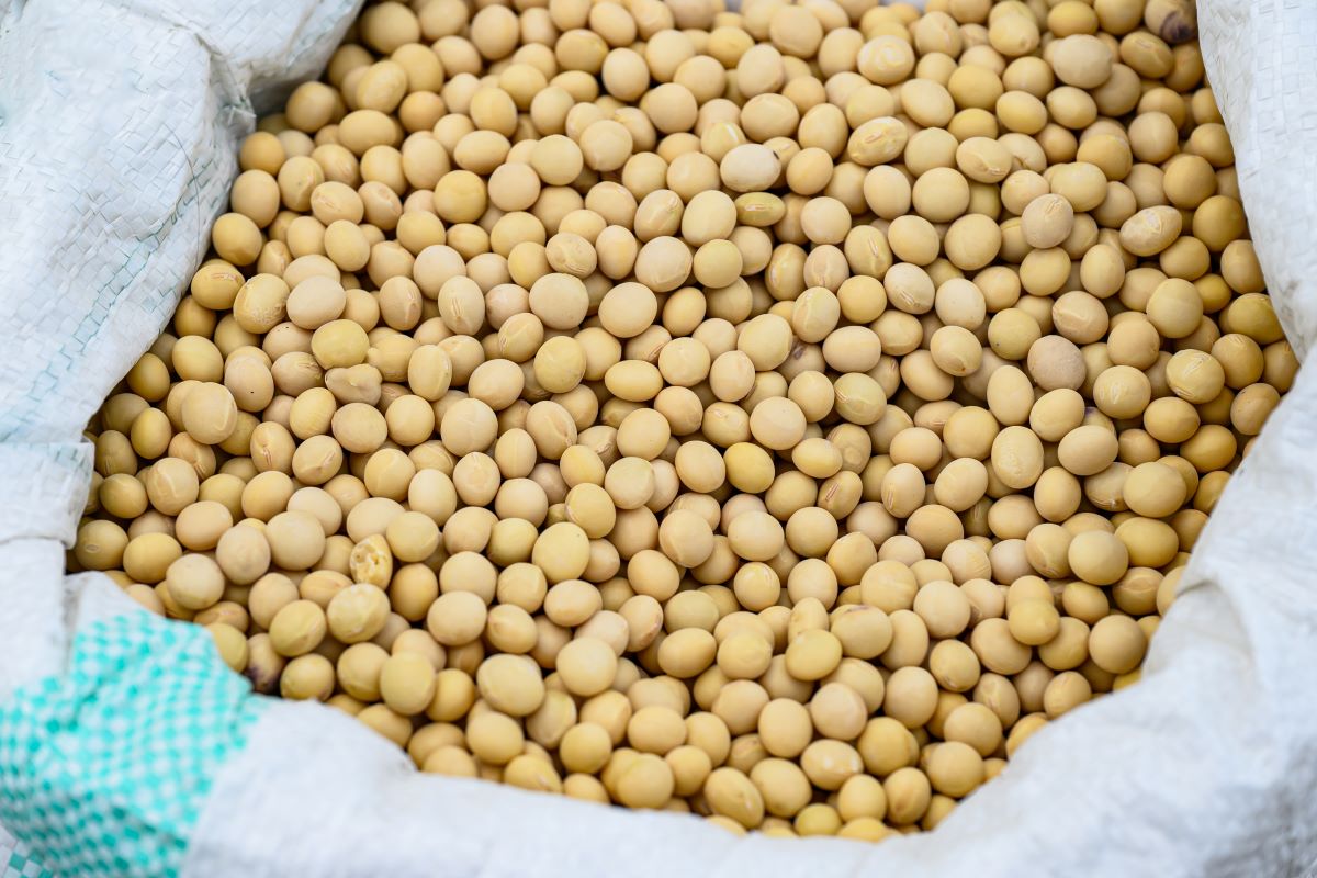 Estados Unidos confirmaram venda de 792 mil toneladas de soja para a China. Foto: Adobe Stock