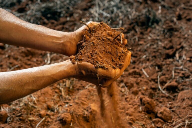 Brasil leva soja regenerativa ao palco das finanças verdes da COP 30