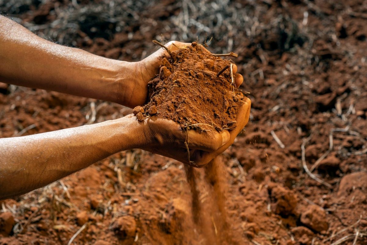 Programa já conta com cerca de 8 mil hectares e 16 produtores participantes. Foto: CJ Selecta/Divulgação
