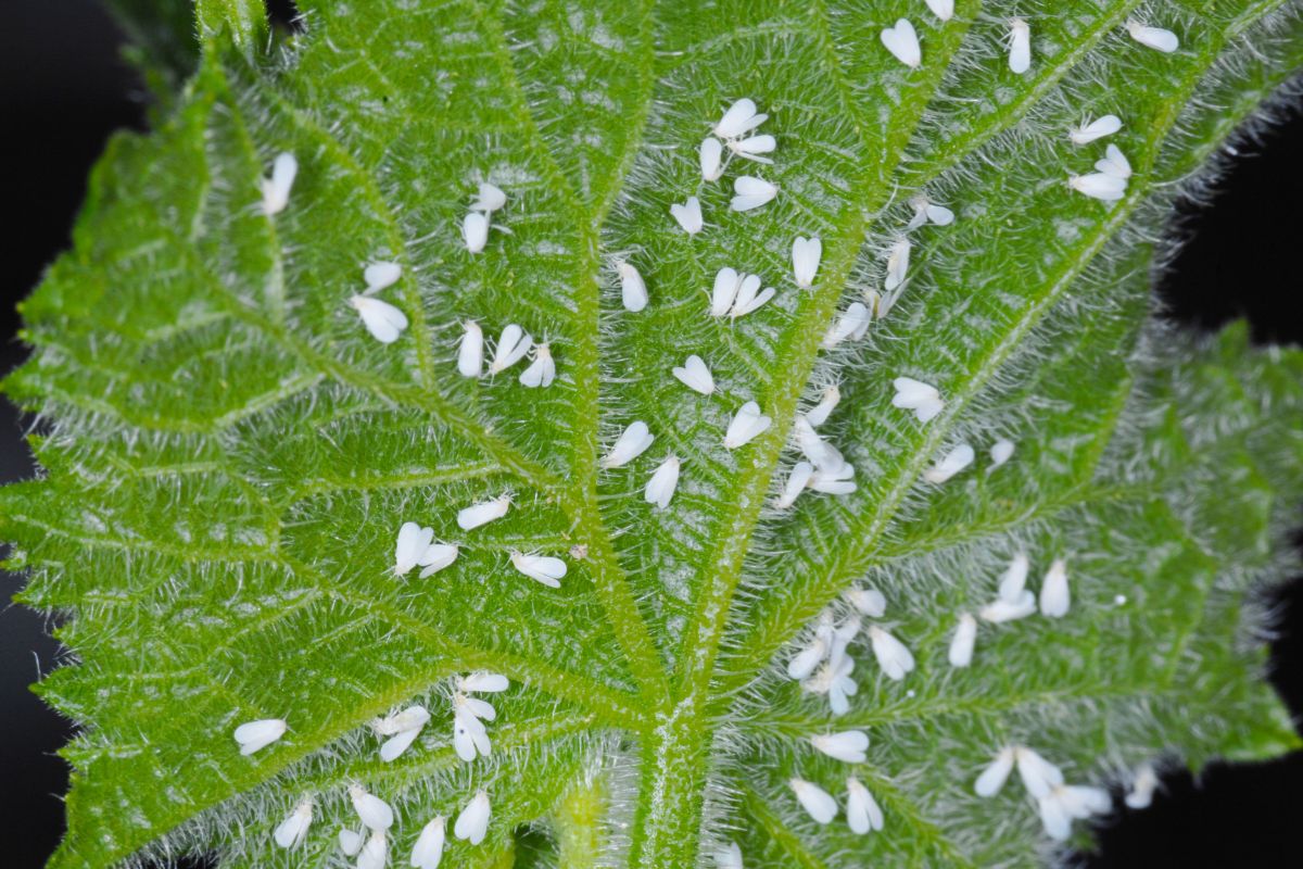 Sugadores da lavoura