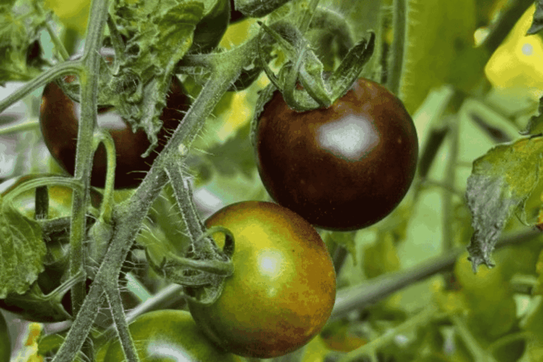 Sabia que existe tomate roxo?