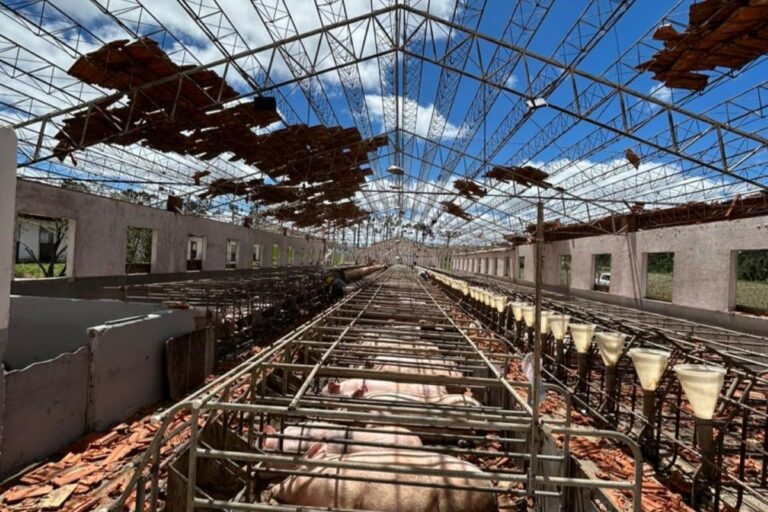Tornado destrói granja de suínos e produtor cobra alertas mais precisos