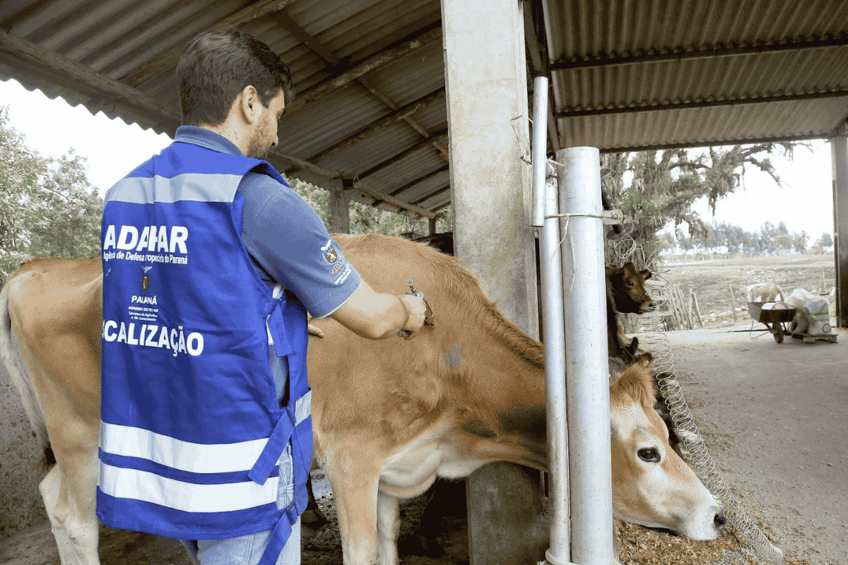 Vacinação preventiva é a melhor forma de combate direto à doença. Foto: Adapar/Divulgação