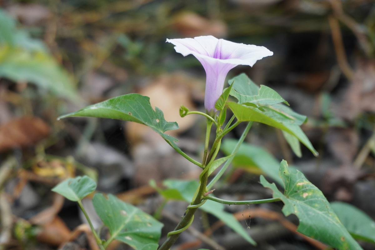 Nematoide foliar foi encontrado em folhas de corda-de-viola. Foto: Adobe Stock   