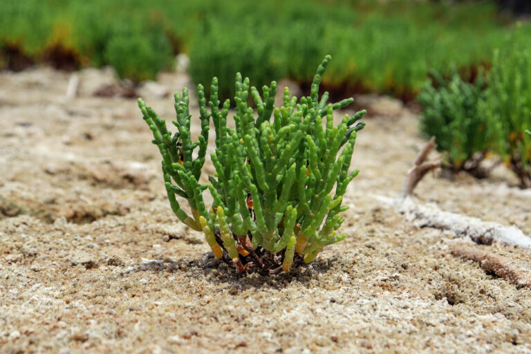 Descubra qual planta substitui o sal e ajuda a recuperar solos degradados