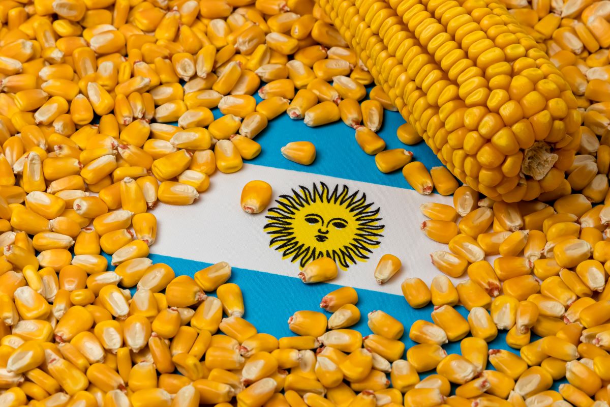 Milho foi um dos produtos exportados pelo agro argentino em novembro. Foto: Adobe Stock