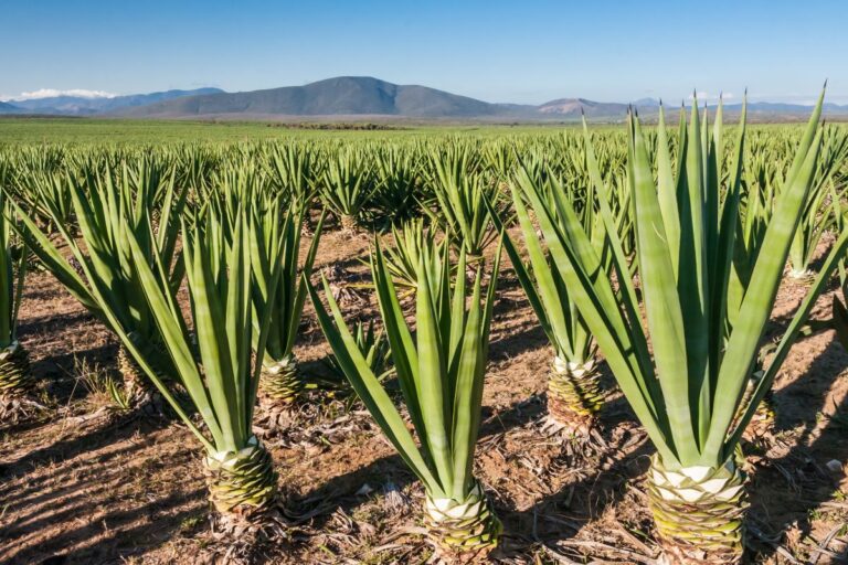 Bahia investe R$ 10 milhões em Câmaras Setoriais no setor agropecuário