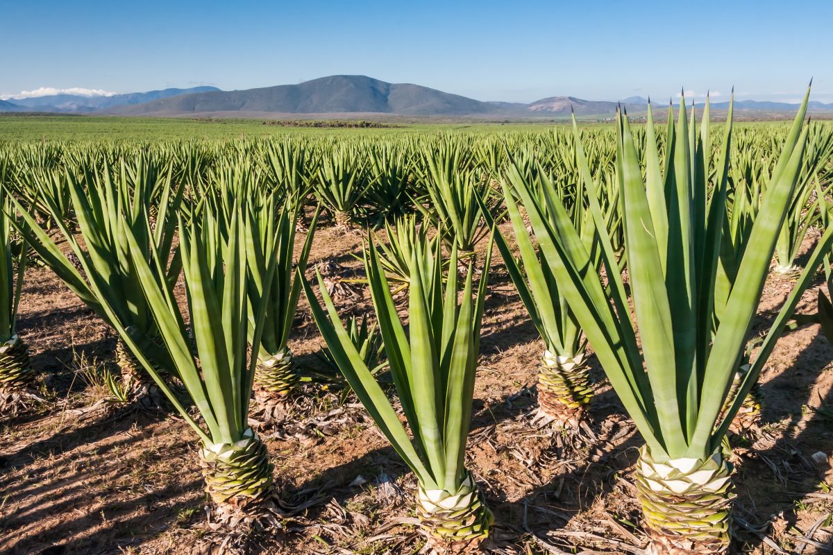 Cadeia produtiva do sisal será uma das beneficiadas com o termo de cooperação. Foto: Adobe Stock