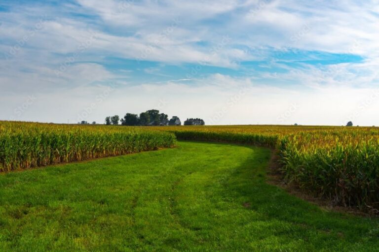 Validação do CAR no Brasil triplica em um ano, aponta levantamento