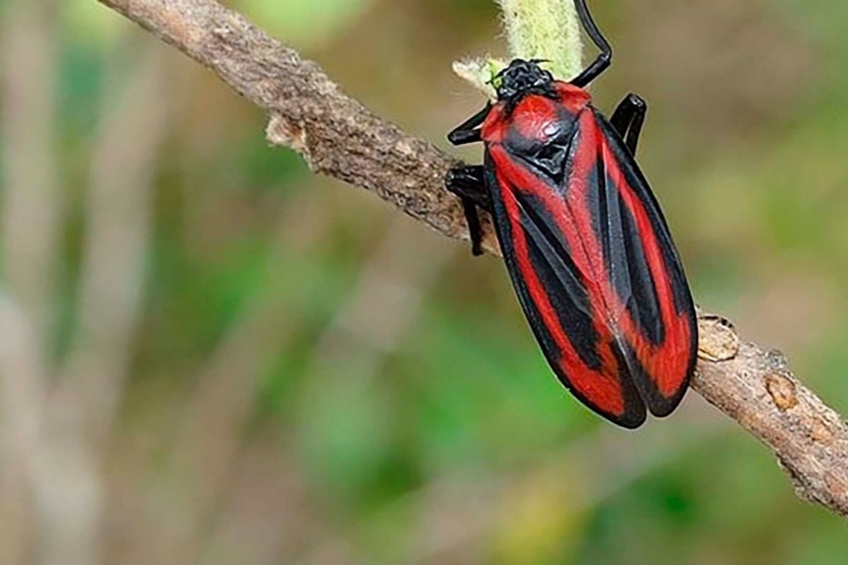 Cada espécie de cigarrinha exige métodos de controle direcionados. Foto: Bulletin Entomologist Research/Divulgação