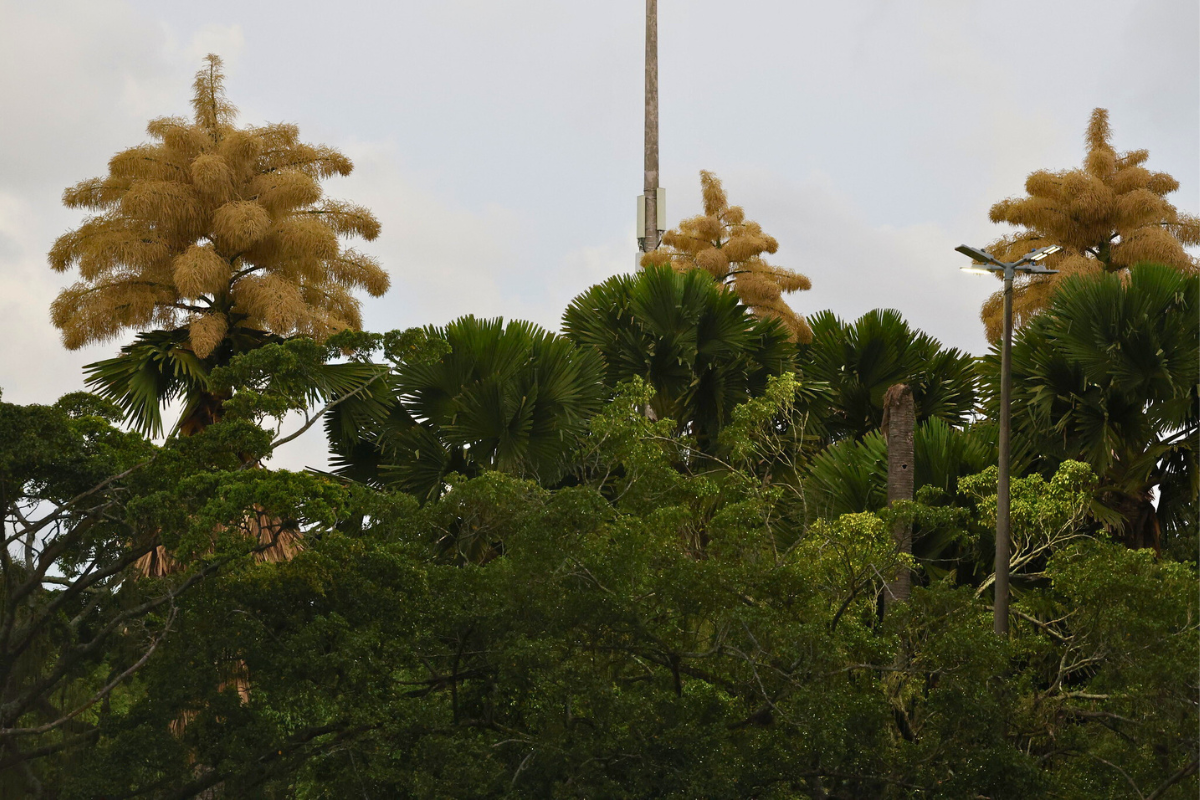 Floração palmeira Talipot (2)