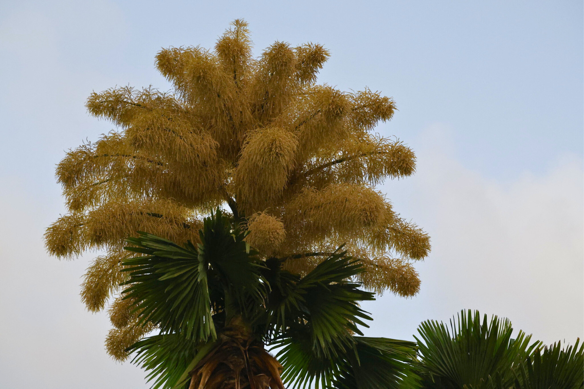 Floração palmeira Talipot (2)