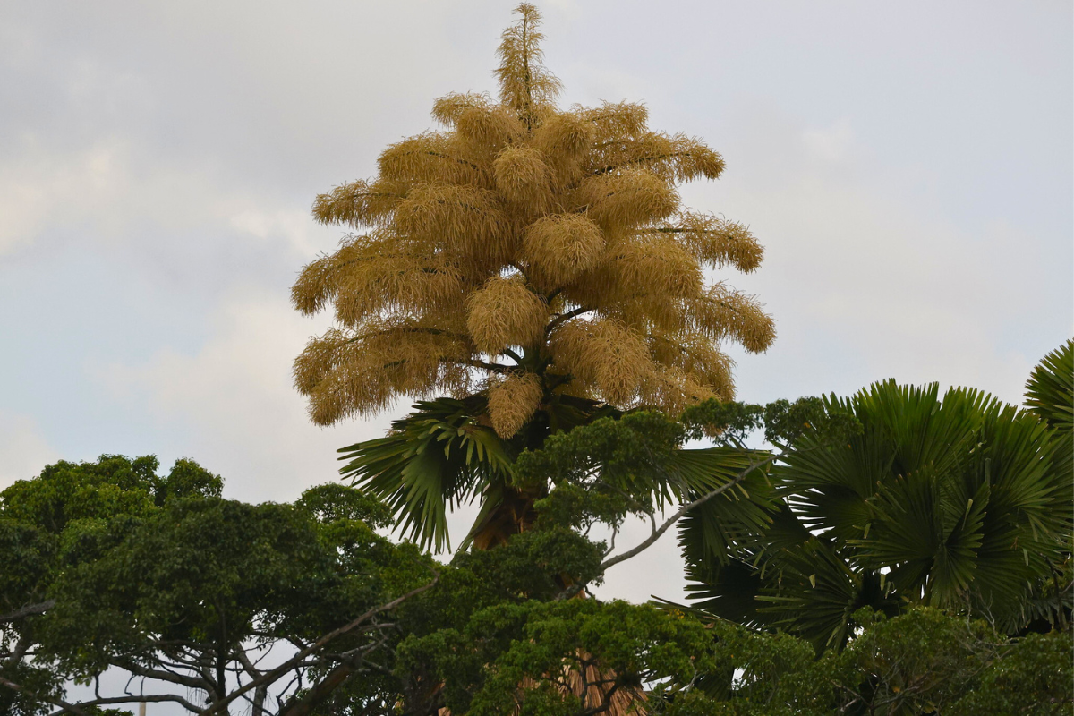 Floração palmeira Talipot (2)
