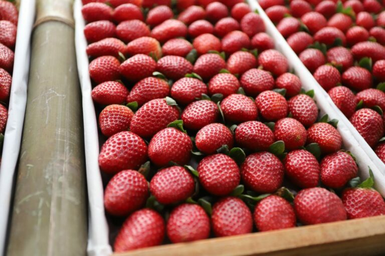 Crédito rural em SP mira crescimento da produção de morango