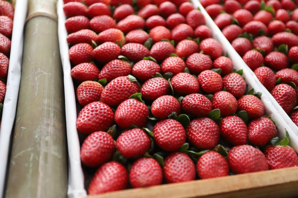 Em 2024, o estado de São Paulo teve uma safra de morango estimada em mais de 8,1 mil toneladas. | Fotos: SAA-SP