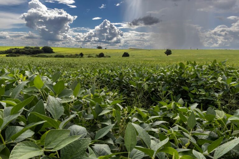 Moratória da Soja: AGU pede mais prazo ao STF para manter suspensão de lei de MT