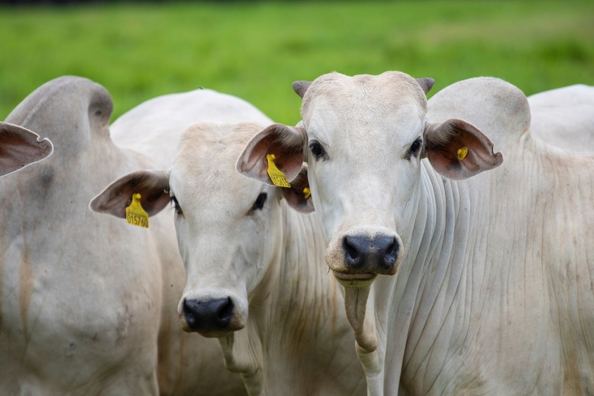 ABCZ pede adesão voluntária do produtor rural ao sistema de rastreabilidade nacional. | Foto: Adobe Stock