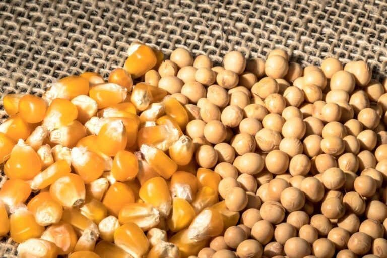 StoneX corta previsão da safra brasileira de soja e eleva a de milho verão