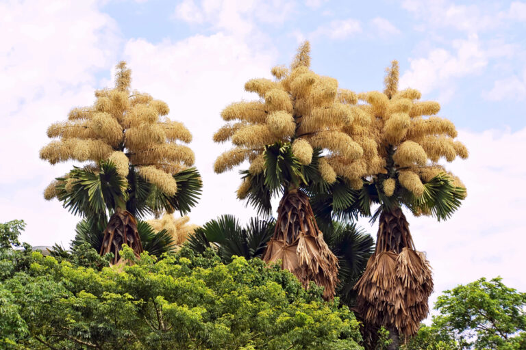 Fenômeno raro no Rio: palmeiras gigantes que florescem e depois morrem