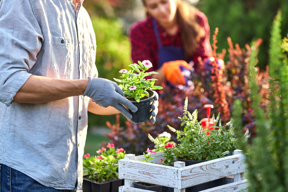 Jardins adaptados ao verão