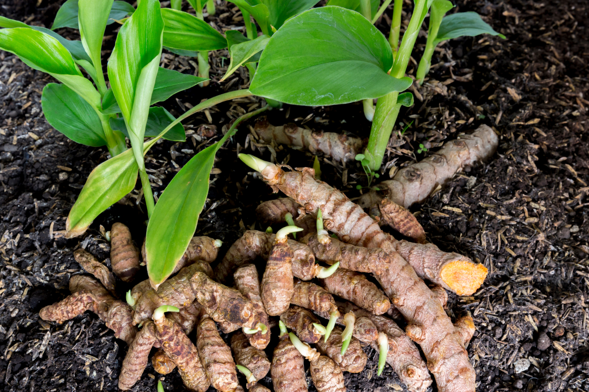 Como plantar açafrão-da-terra