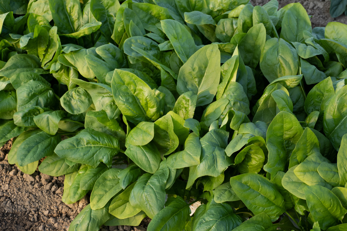 como cultivar espinafre