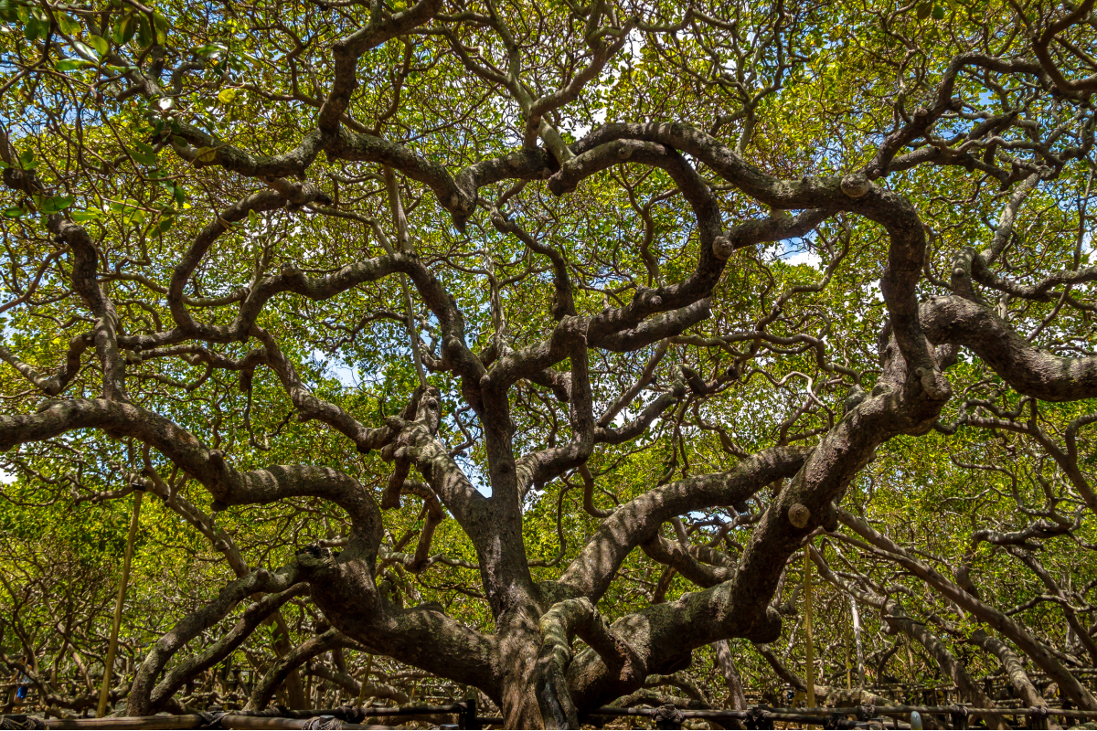 maior cajueiro do mundo