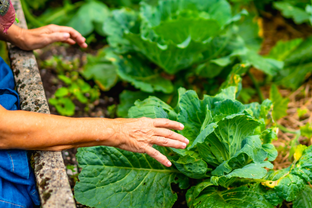 benefícios da couve