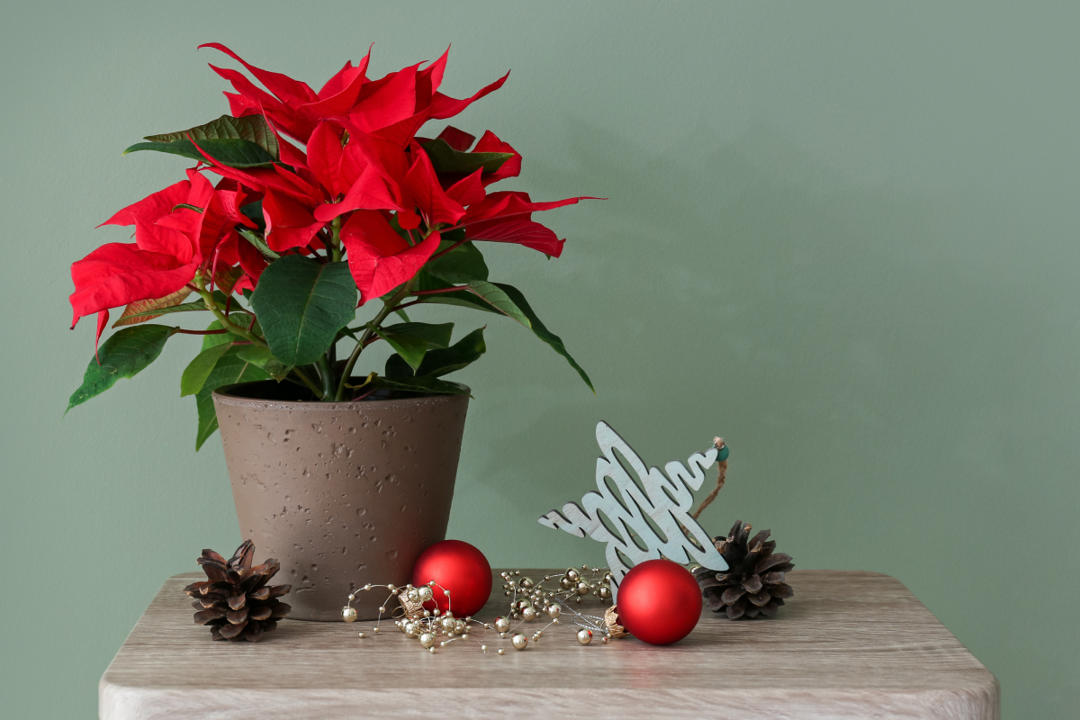 poinsétia