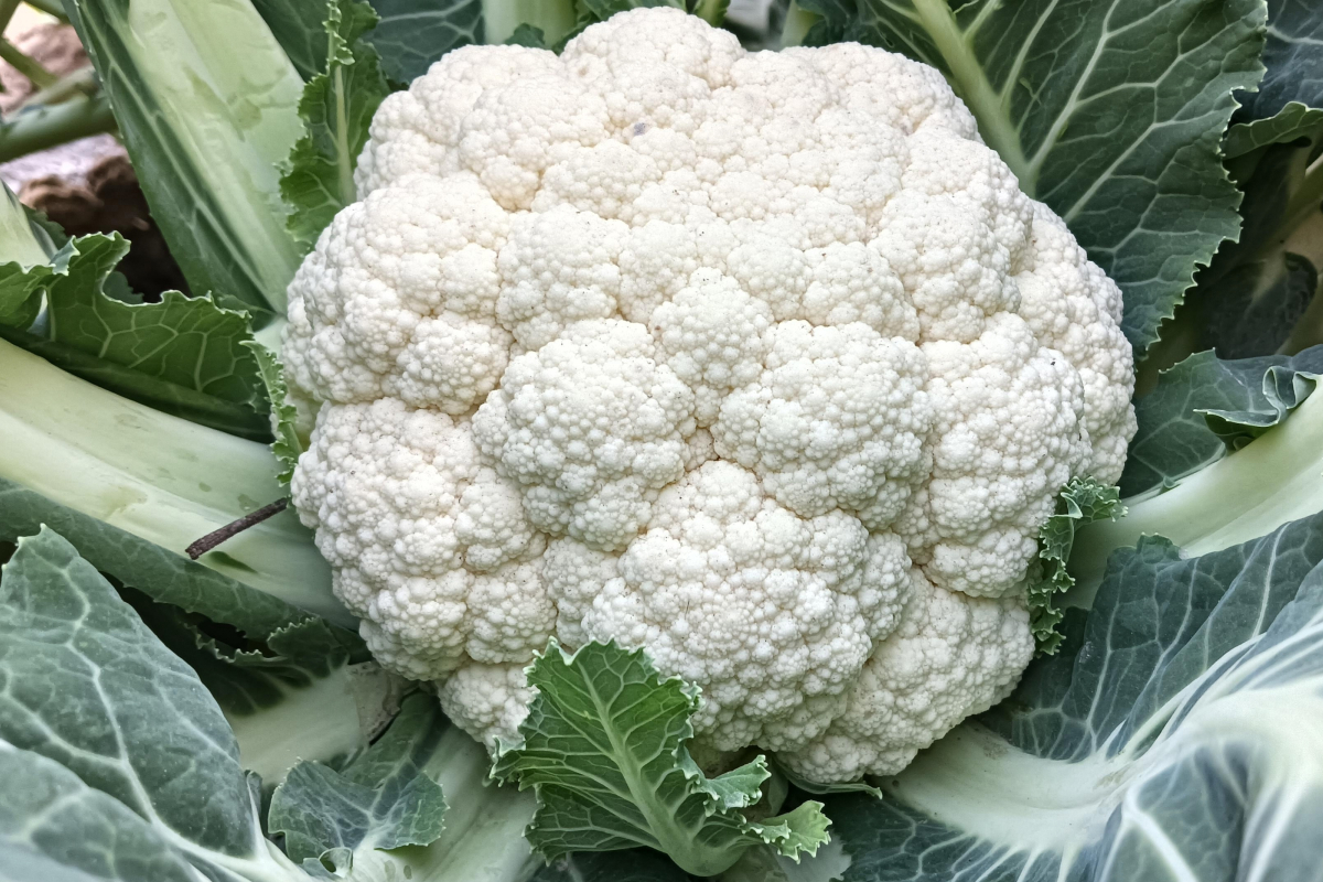 o que plantar no verão